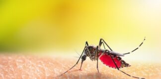 Ιός του Δυτικού Νείλου: Σχέδιο Δράσης από το υπουργείο Υγείας